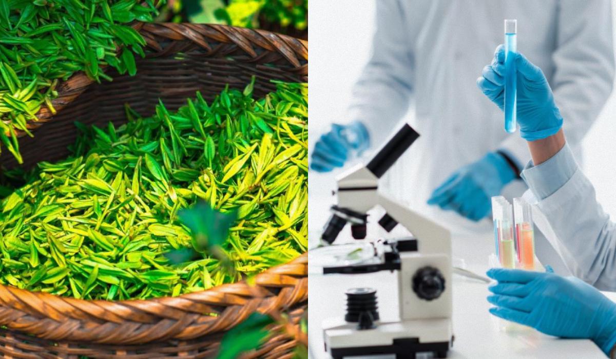 Ви точно цього не знали: зелений чай при тиску можна чи ні